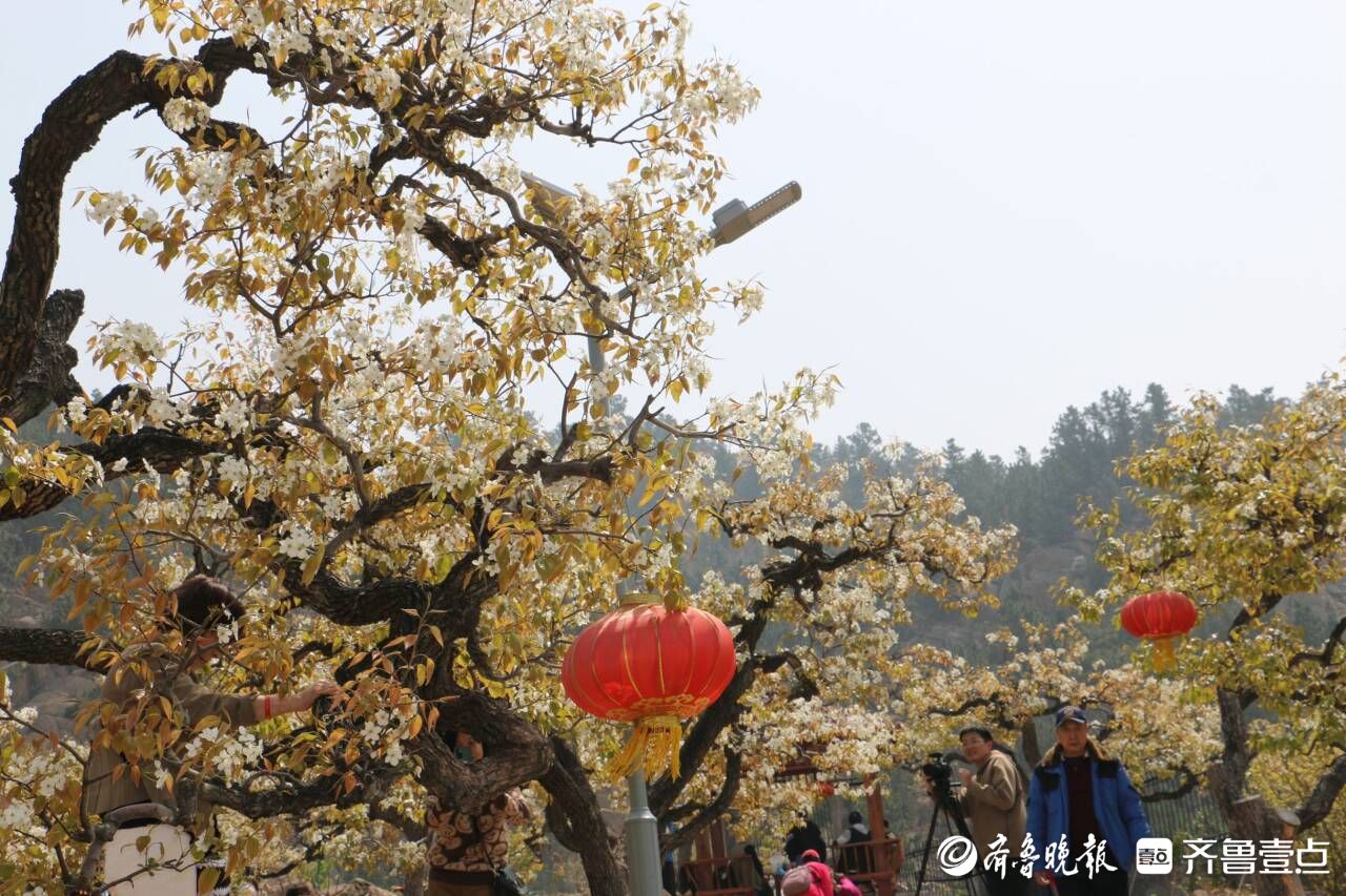 崂山“花朝节”周日开幕！十大板块解锁游玩新体验