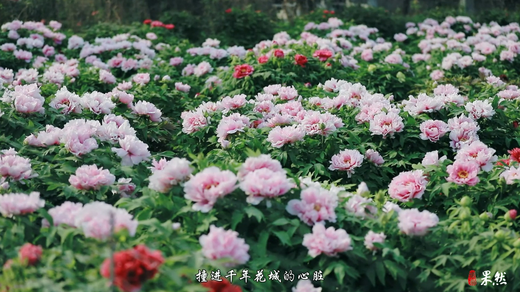 总要去趟菏泽吧！一年一度的牡丹节会已拉开序幕