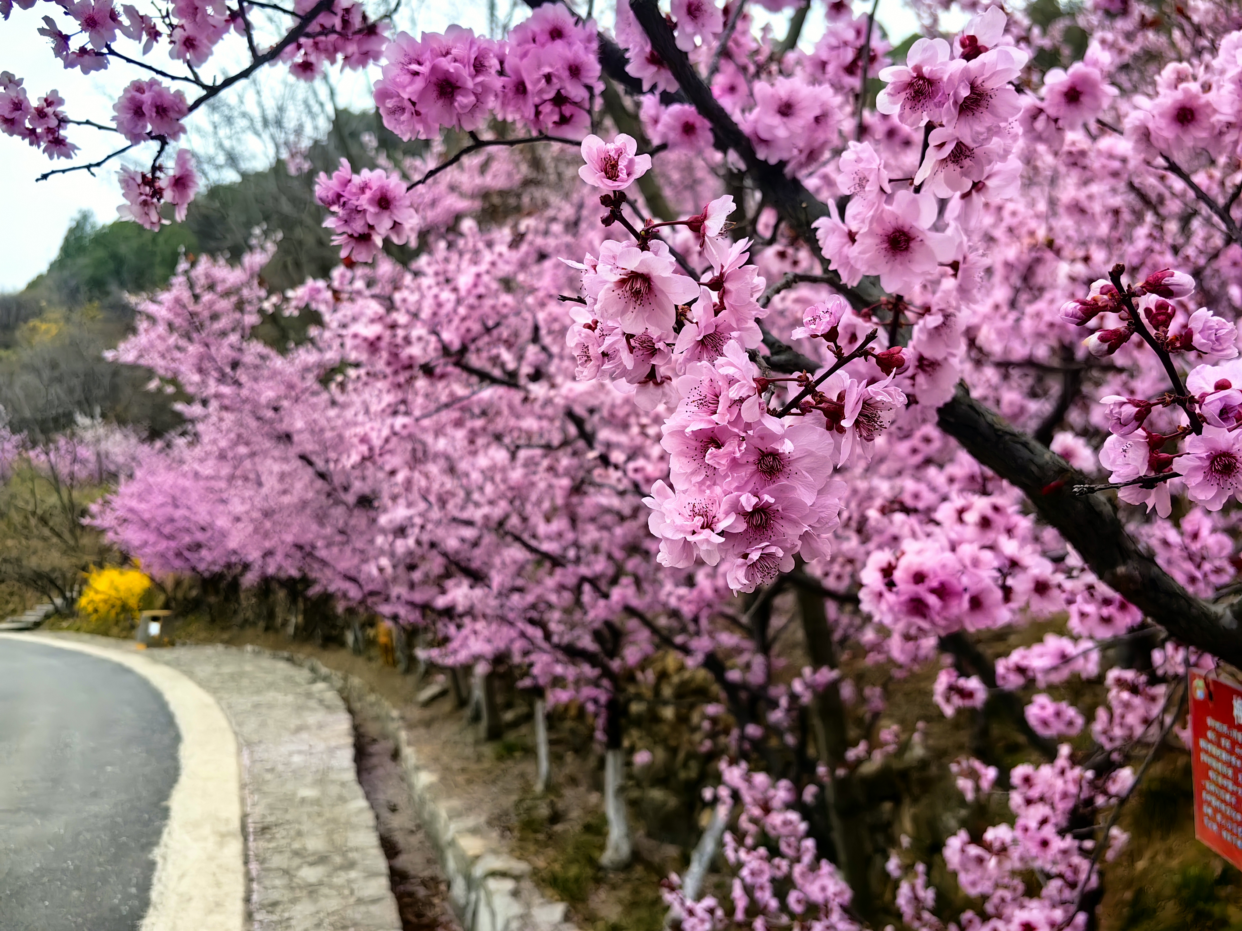 清明节假期第一天，济南假日旅游热度攀升，亮点纷呈