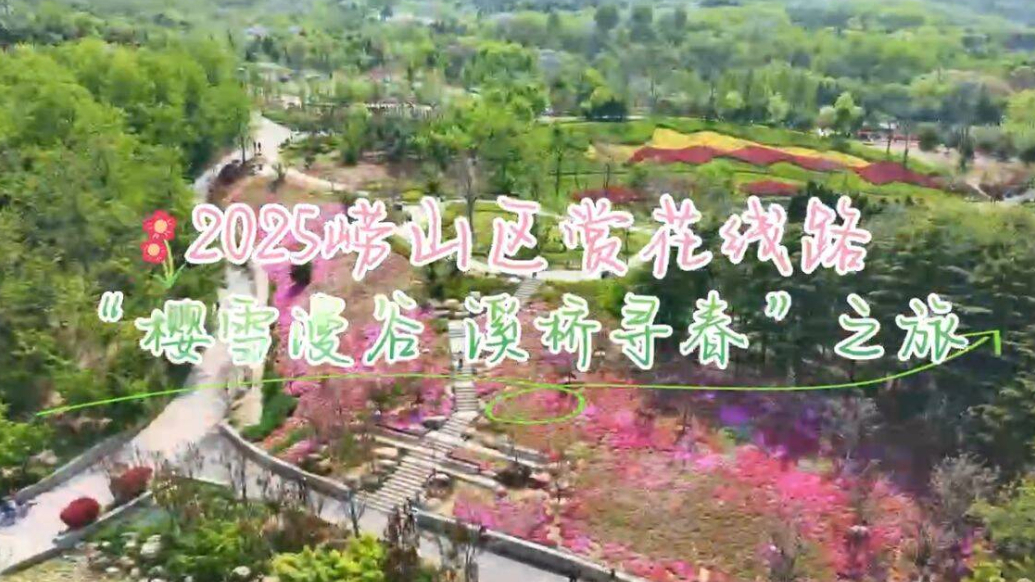 果然视频｜到崂山，赏樱雪漫谷，沿溪桥寻春