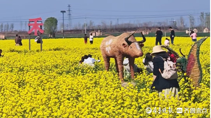 果然视频丨济南章丘平陵古城油菜花海绽放，不少市民前往踏青赏花