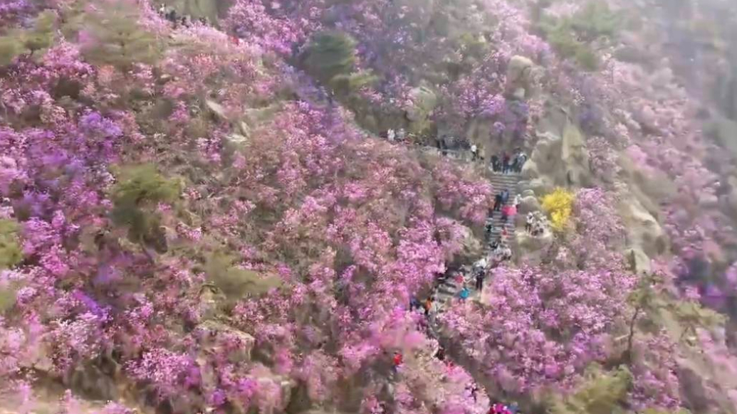 果然视频｜去大珠山杜鹃花会，地铁换公交这样走