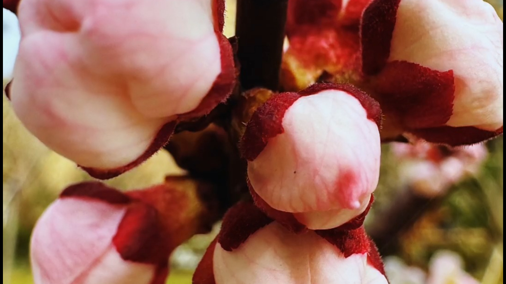 果然视频｜春暖花开，一城浪漫