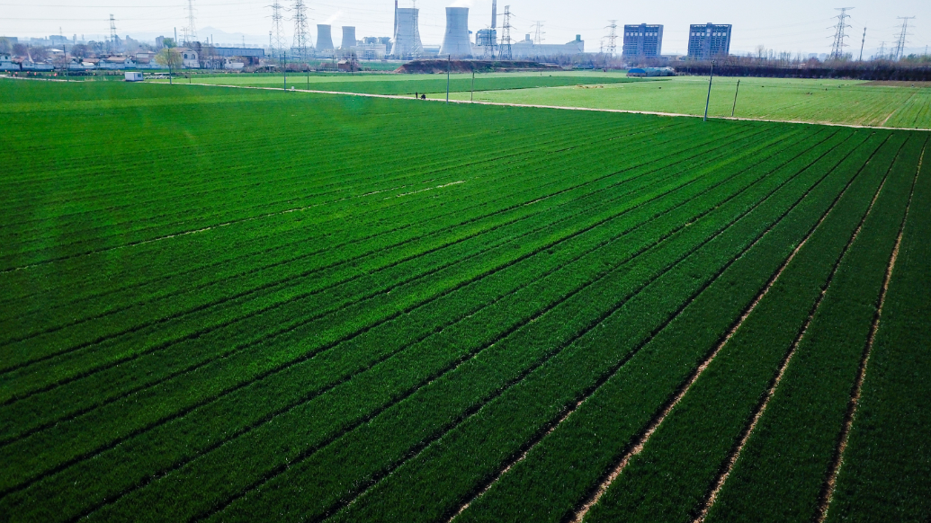 果然视频|万亩绿海话丰年，济南东郊万亩麦田美如锦绣