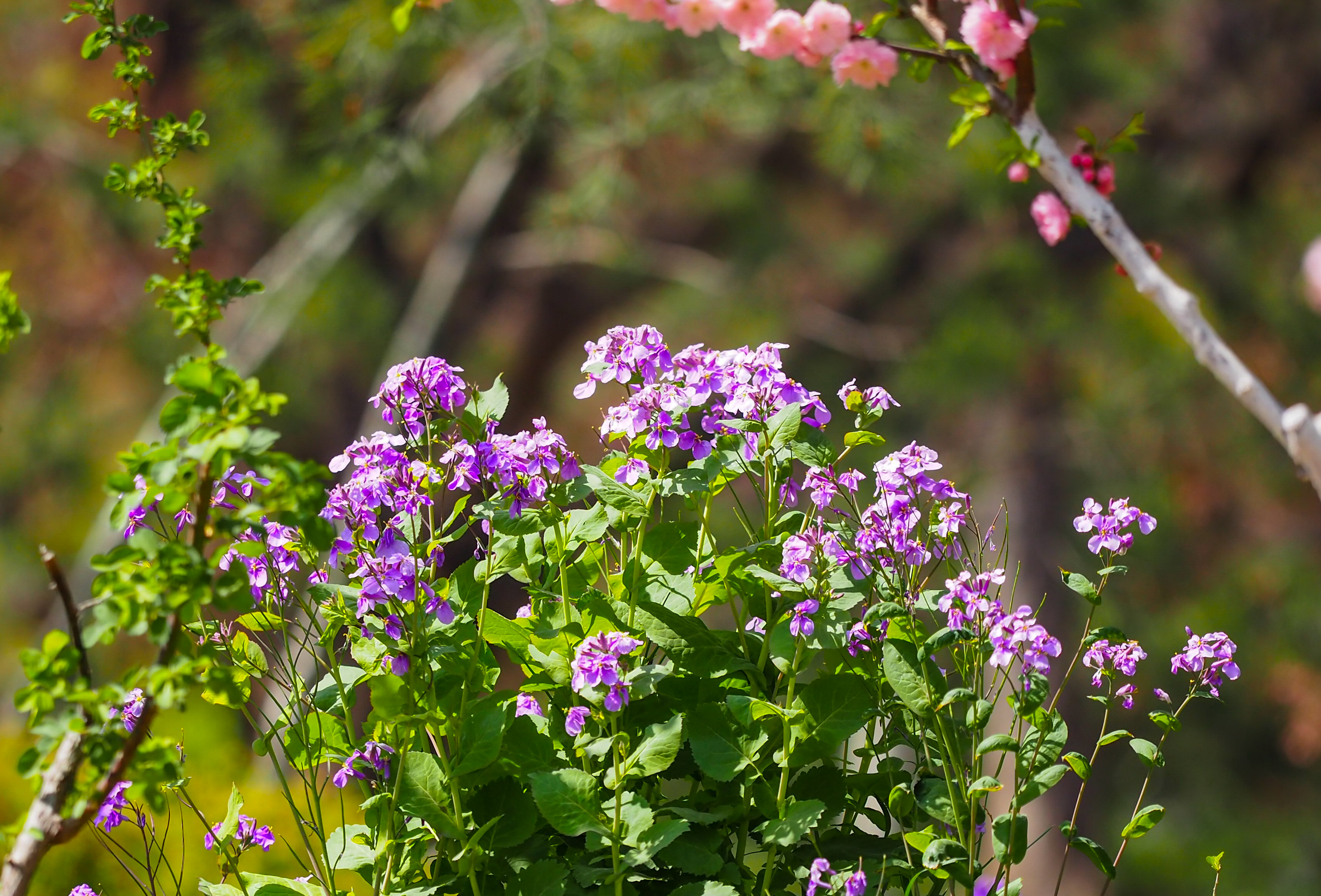 春风轻拂二月兰，泉城紫色花海浪漫绽放