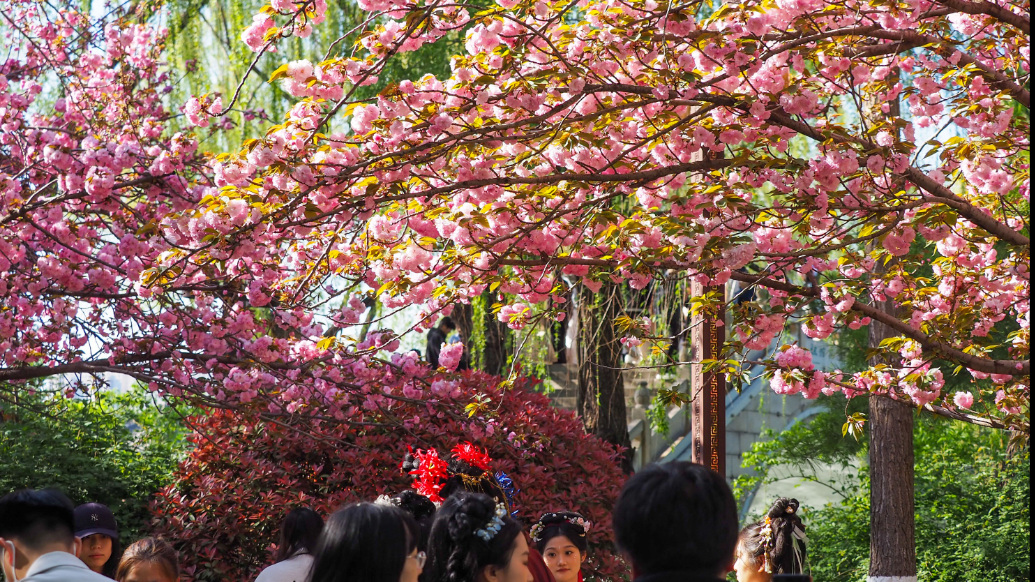 果然视频|赏樱季进入尾声，清明泉城晚樱花开正盛