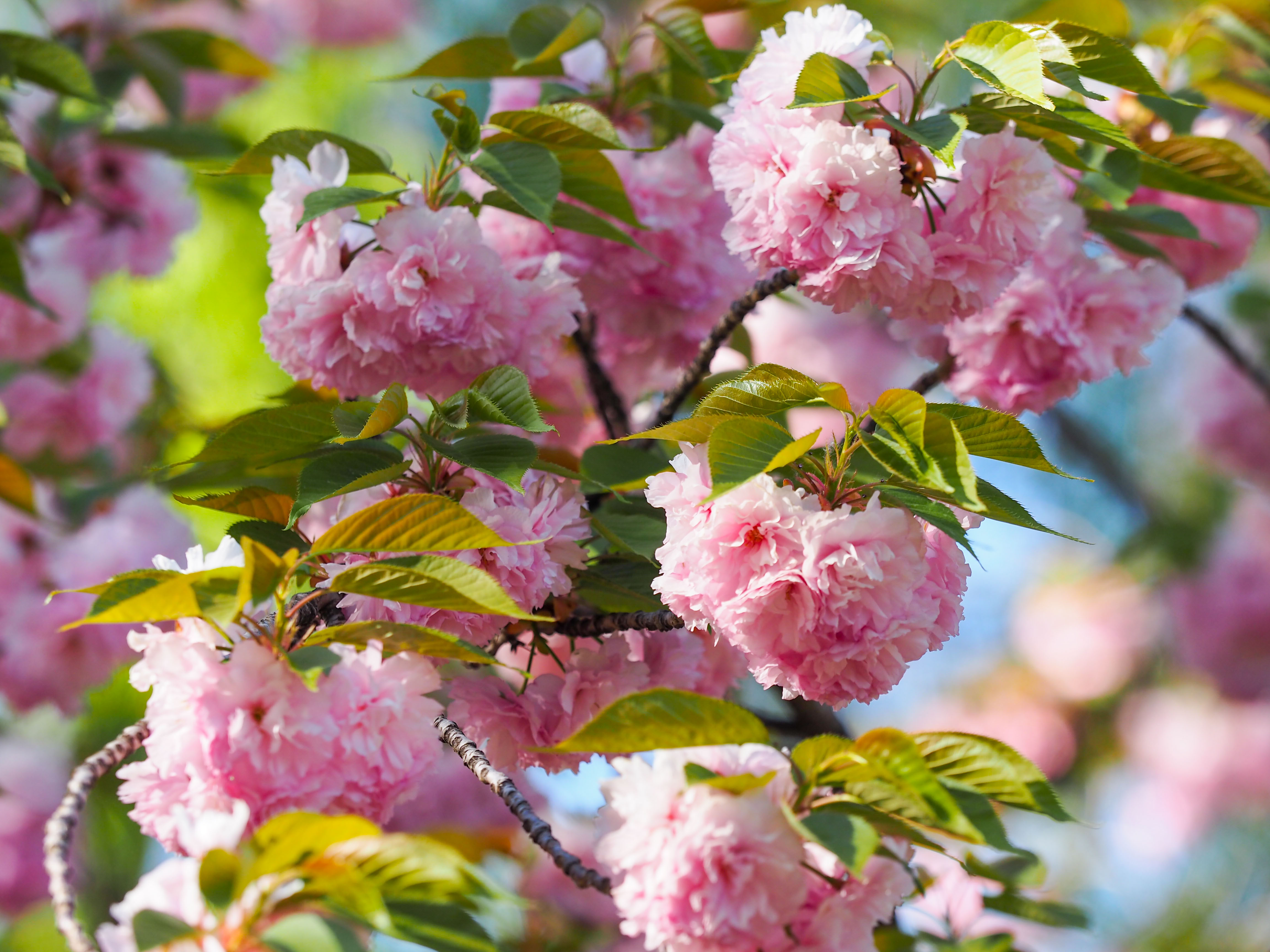 古典彩裙舞春风，清明泉城晚樱花开正盛