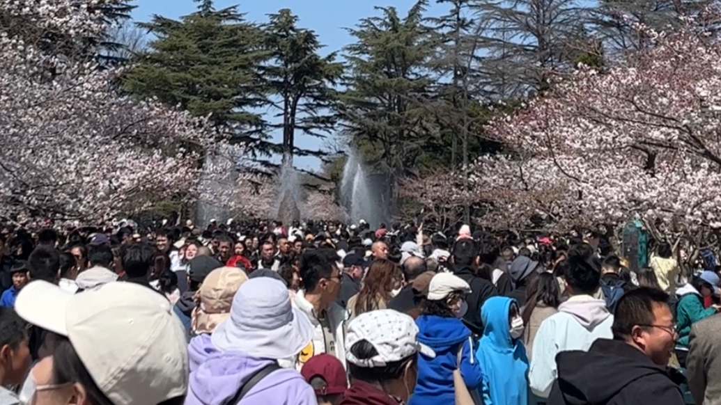 琴视频｜满城尽是赏花人！清明假期青岛中山公园樱花盛放人流如织