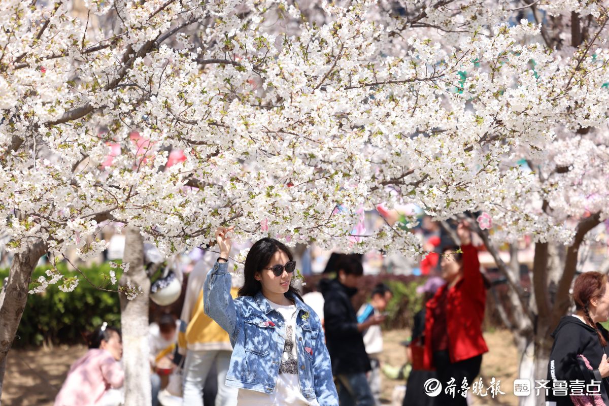 图集|烟台春日赏花图鉴③牟平龙湖樱花大道：花开成海醉游人