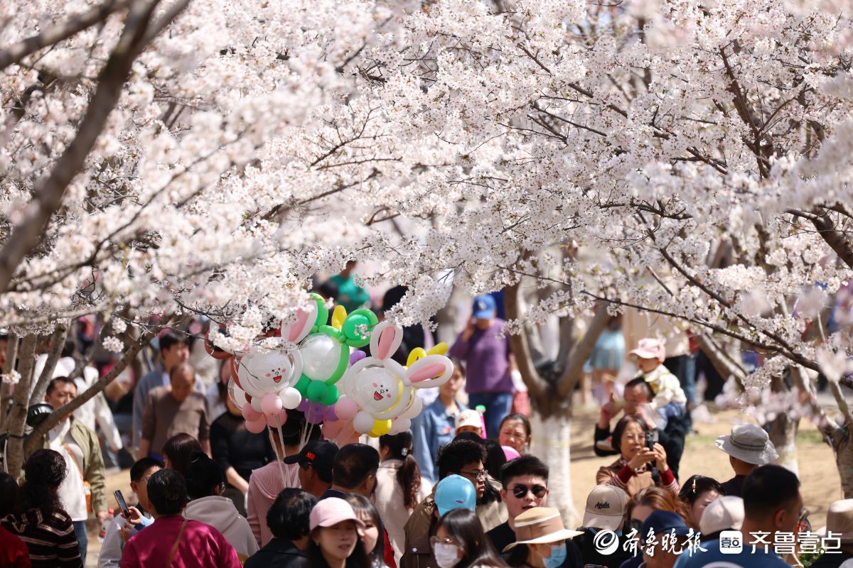 图集|烟台春日赏花图鉴③牟平龙湖樱花大道：花开成海醉游人