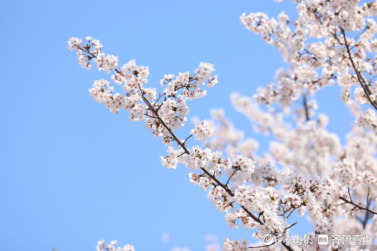 图集|烟台春日赏花图鉴③牟平龙湖樱花大道：花开成海醉游人