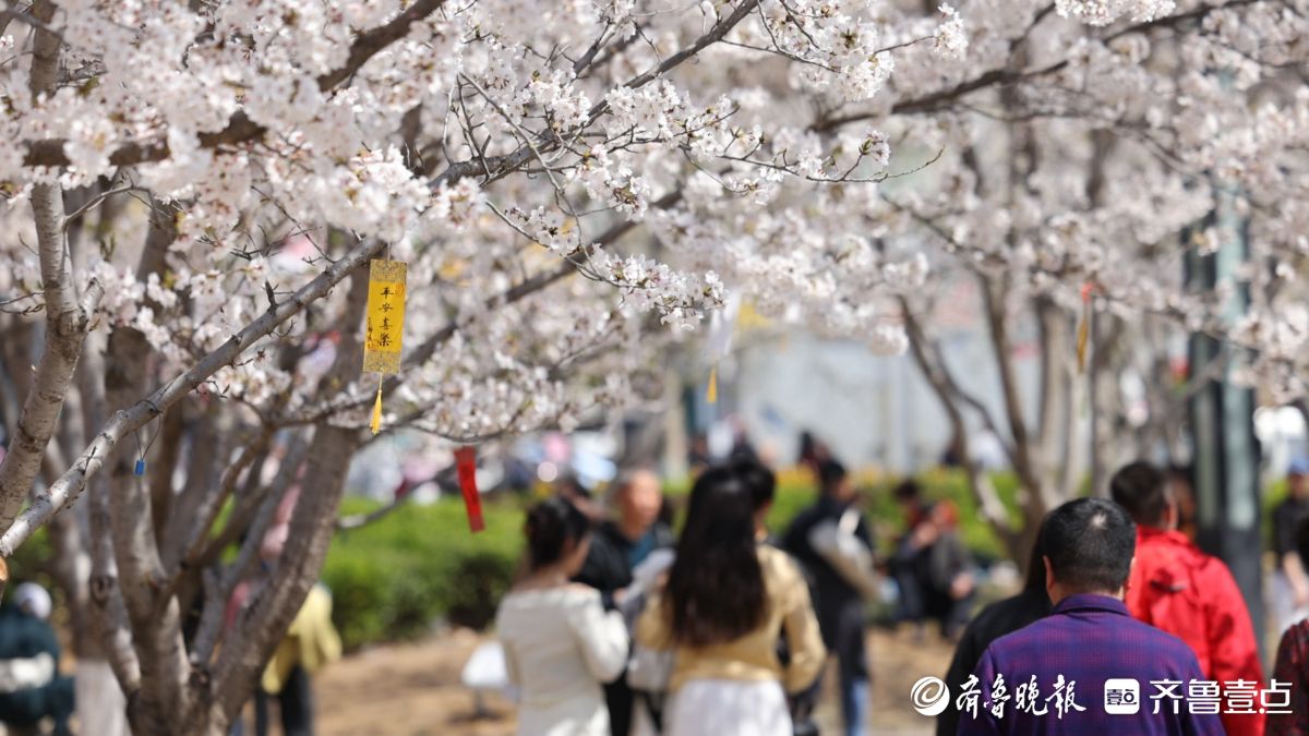 图集|烟台春日赏花图鉴③牟平龙湖樱花大道：花开成海醉游人