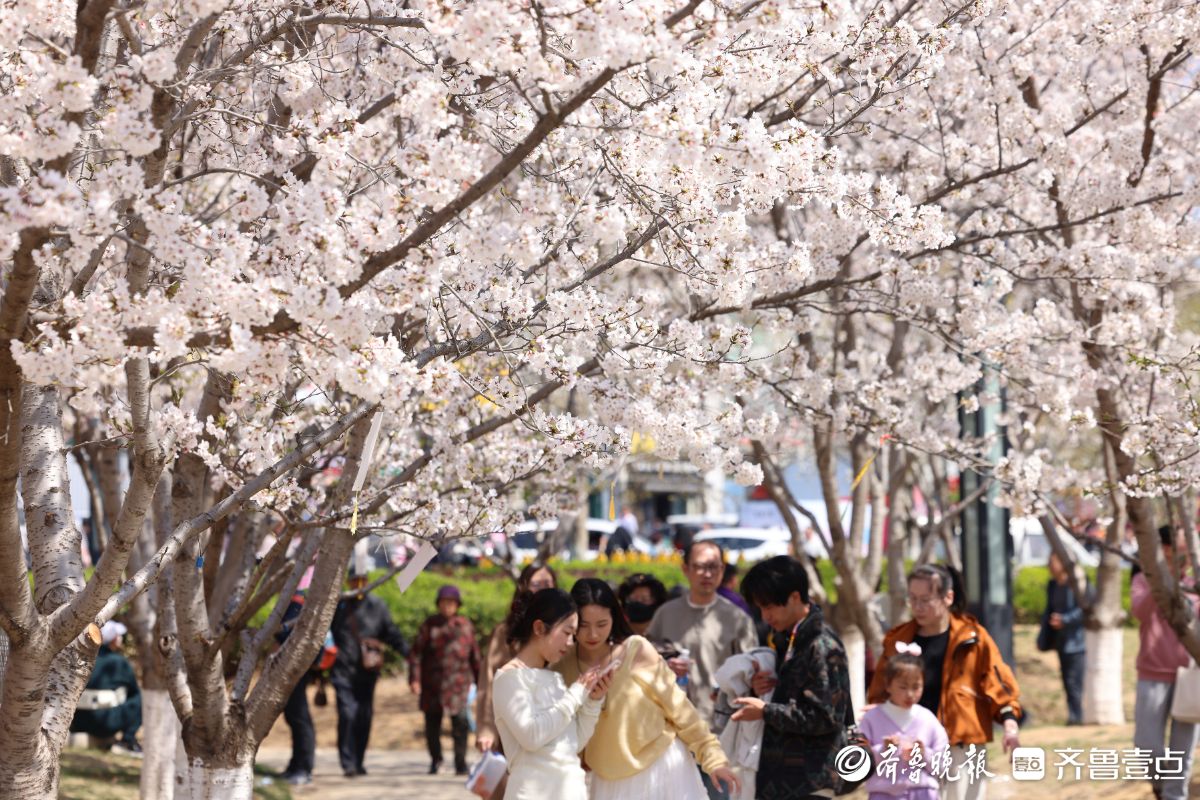 图集|烟台春日赏花图鉴③牟平龙湖樱花大道：花开成海醉游人