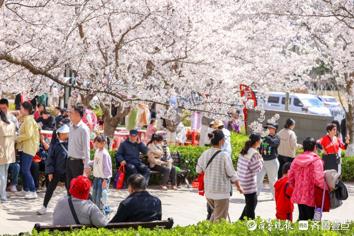 图集|烟台春日赏花图鉴③牟平龙湖樱花大道：花开成海醉游人