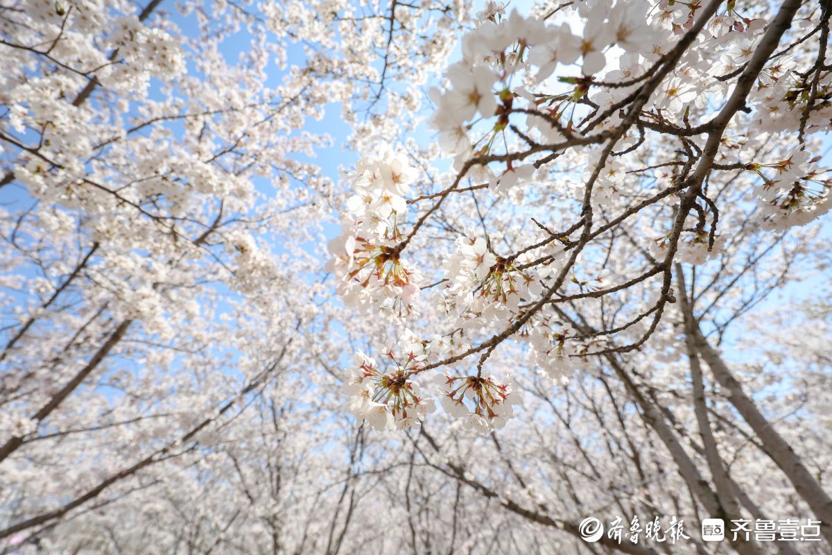 图集|烟台春日赏花图鉴③牟平龙湖樱花大道：花开成海醉游人
