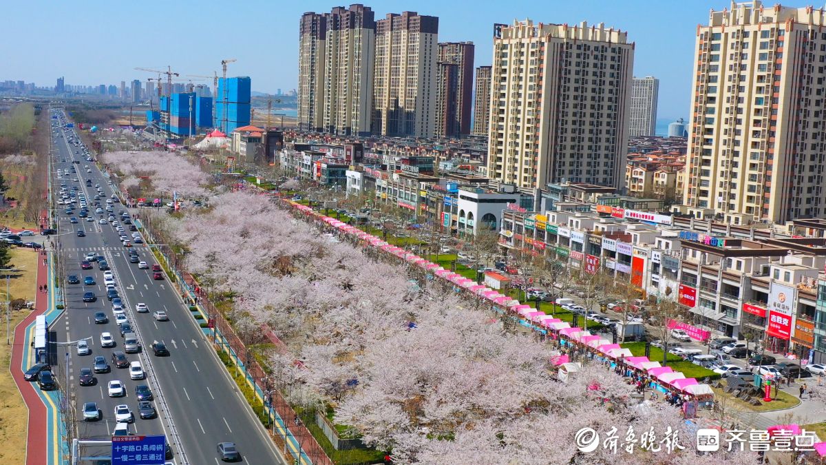 图集|烟台春日赏花图鉴③牟平龙湖樱花大道：花开成海醉游人