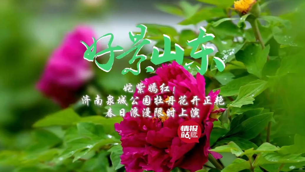 果然视频·好景山东|泉城公园牡丹花开正艳，春日浪漫限时上演！