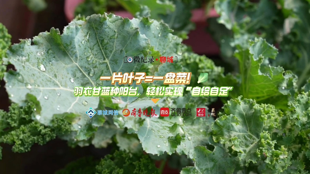 微纪录·聊城｜羽衣甘蓝：不打农药，一片叶子炒一盘菜