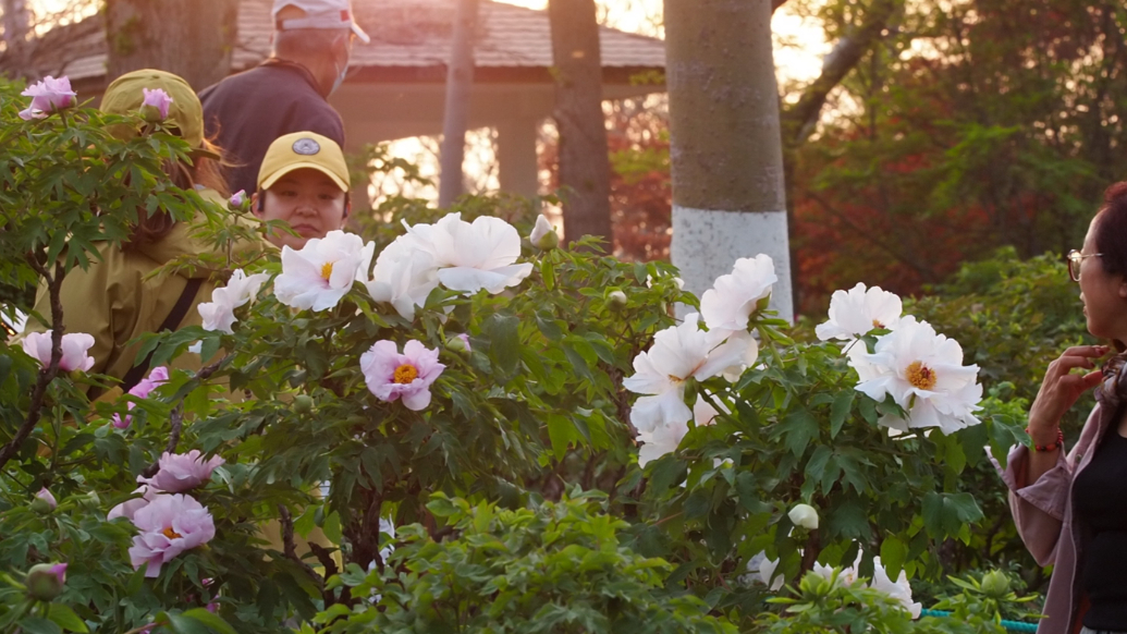 果然视频|一夜春风花千树，泉城牡丹满园香
