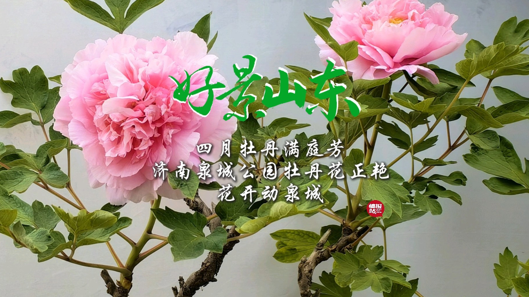 果然视频·好景山东|四月牡丹满庭芳！济南泉城公园牡丹娇艳绽放