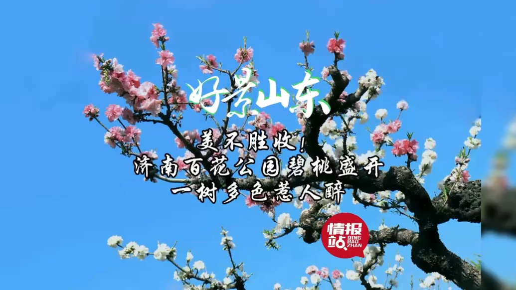 果然视频·好景山东|济南百花公园碧桃盛开，一树多色惹人醉！