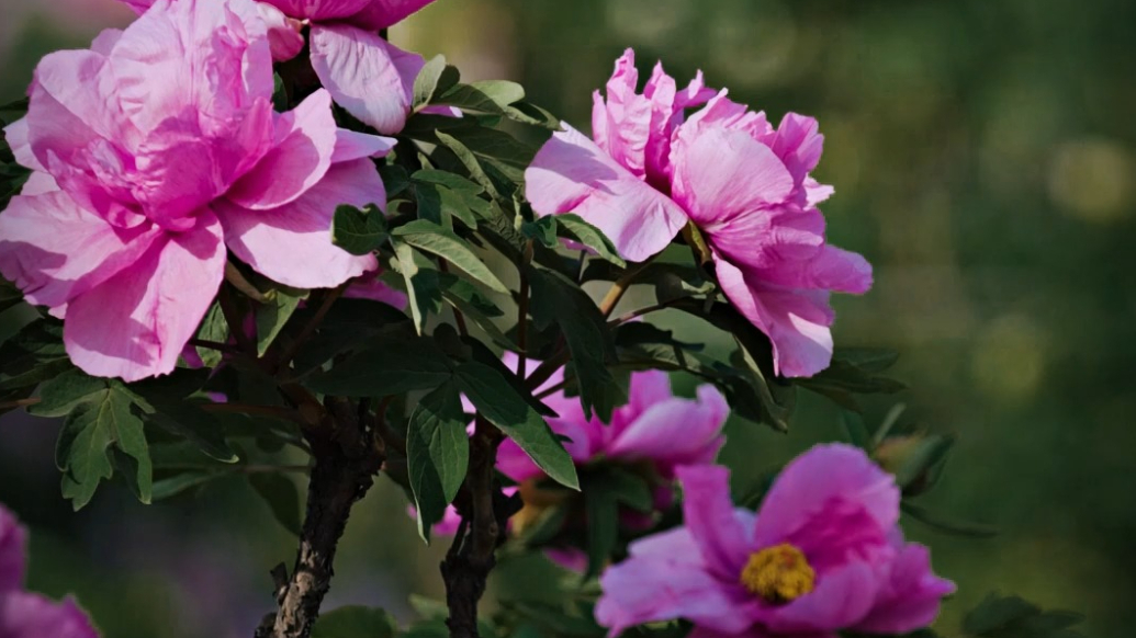 曹州百花园已进入盛花期，百年牡丹交相辉映争奇斗艳