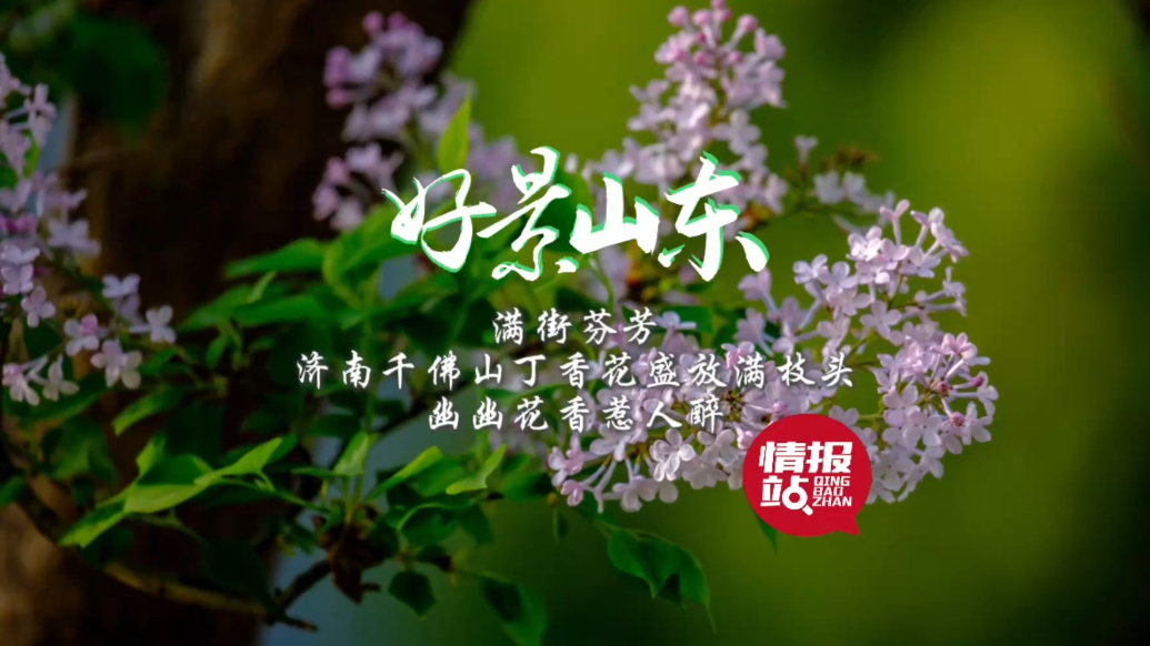 果然视频·好景山东|济南千佛山丁香花开满枝头，幽幽花香惹人醉