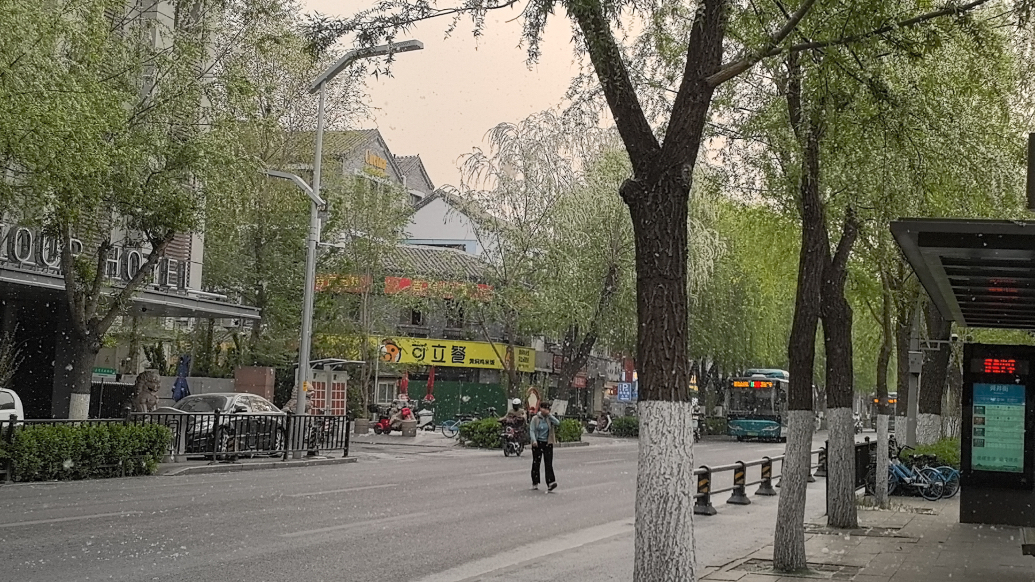 果然视频｜四月芳菲尽，齐鲁柳絮飞！北方多地迎来飞絮大作战