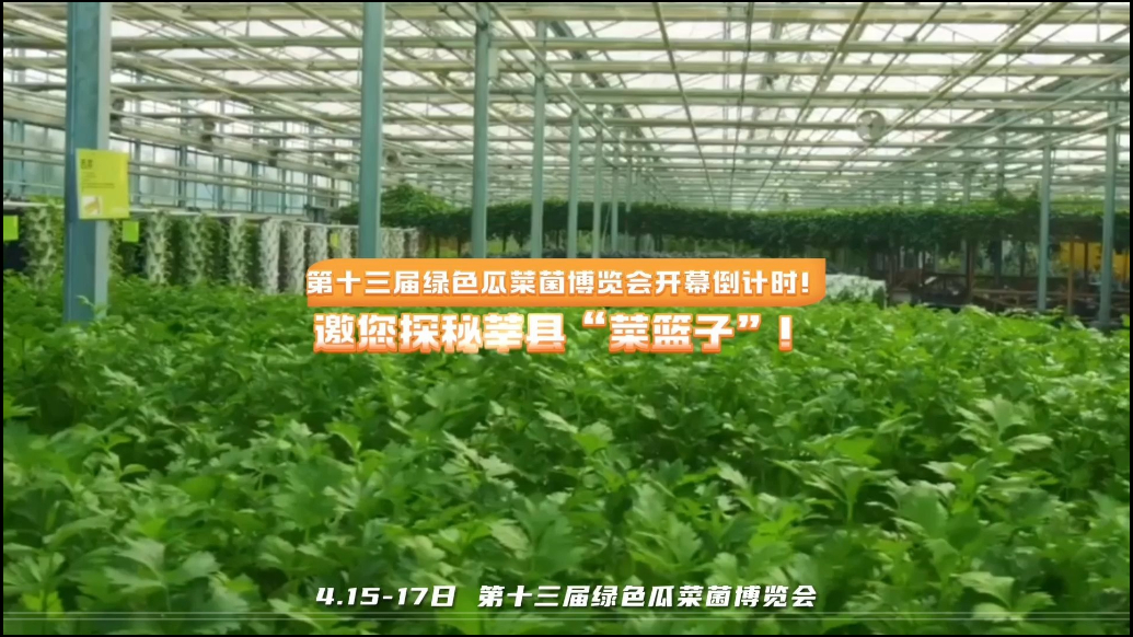 第十三届绿色瓜菜菌博览会开幕倒计时！邀您探秘莘县“菜篮子”
