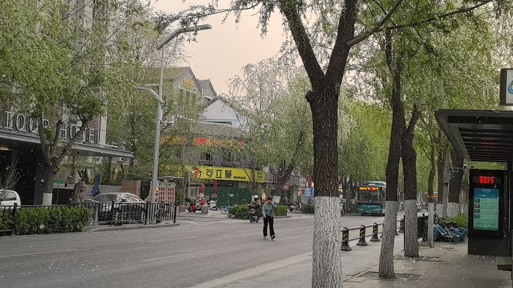 果然视频｜飘絮年年治年年有？北方柳树这么多，换树可能性大不大