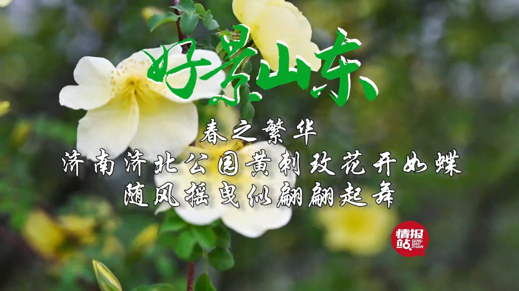 果然视频·好景山东|济南济北公园黄刺玫绽放，花开如蝶随风摇曳