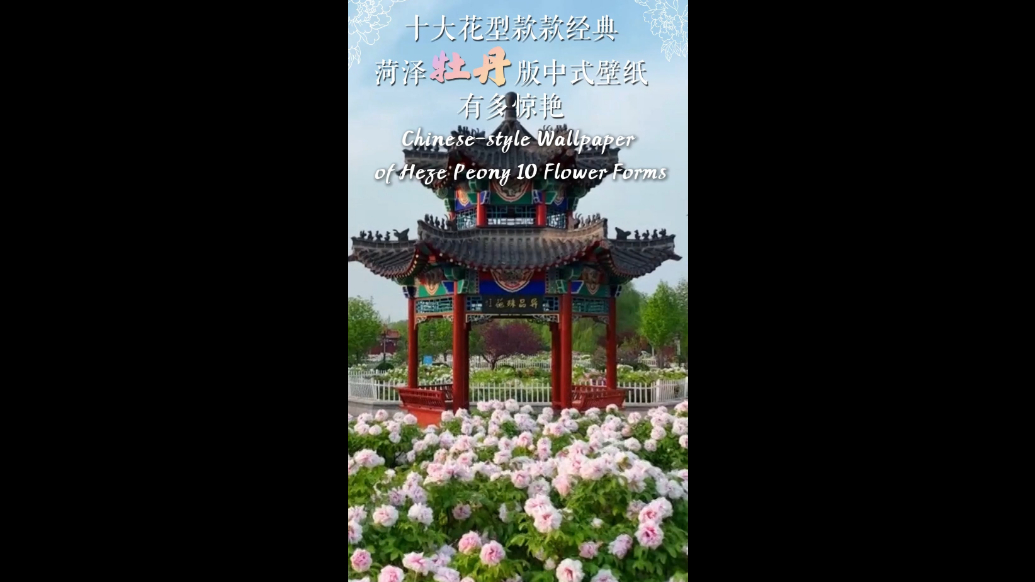 Chinese-style Wallpaper of Heze Peony: 10 Flower Forms that Epitomize Classic Elegance