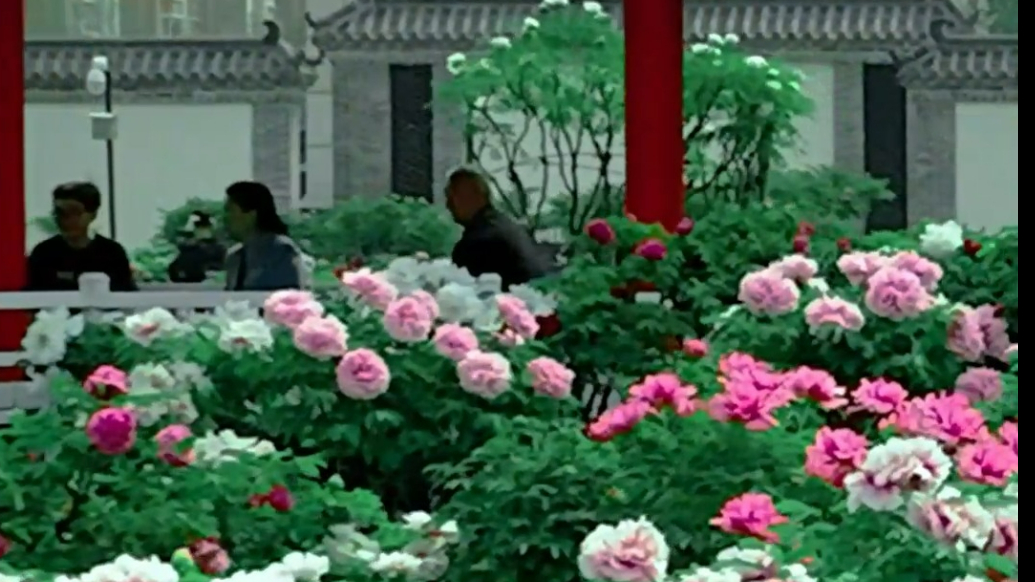 曹州百花园：十二万株牡丹蓄势绽放，续写百花王传奇