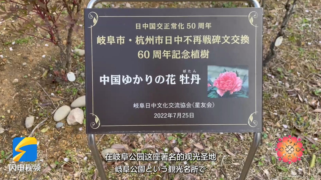 赴“中日友好牡丹节”，赏“定居”日本的菏泽牡丹