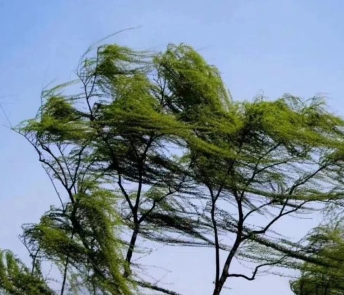 4月11日6点，山东省气象台发布陆地大风橙色预警和海上大风橙色预警，预计11日夜间到13日白天，全省自西向东将出现大范围偏北大风。4月11日15时40分济南市将大风黄色预警信号升级为大风橙色预警信号。