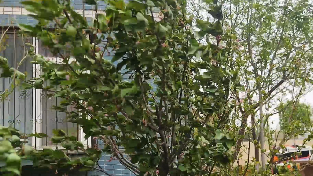 果然视频|济南大风呼呼刮，气温骤降寒意足