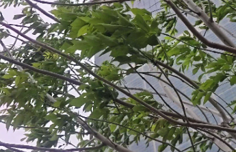 大风来袭，济南今晨气温骤降寒意足