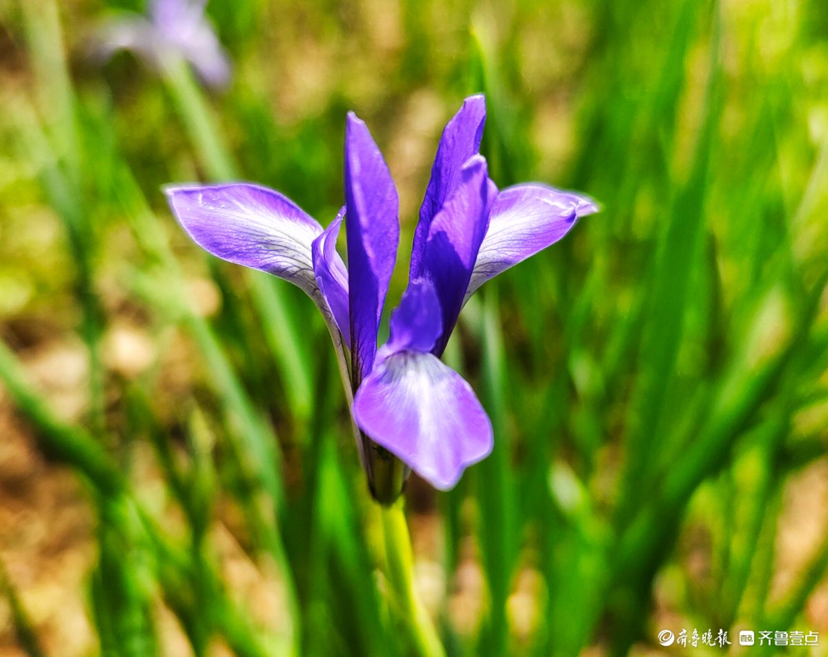 蓝紫色的马蔺花