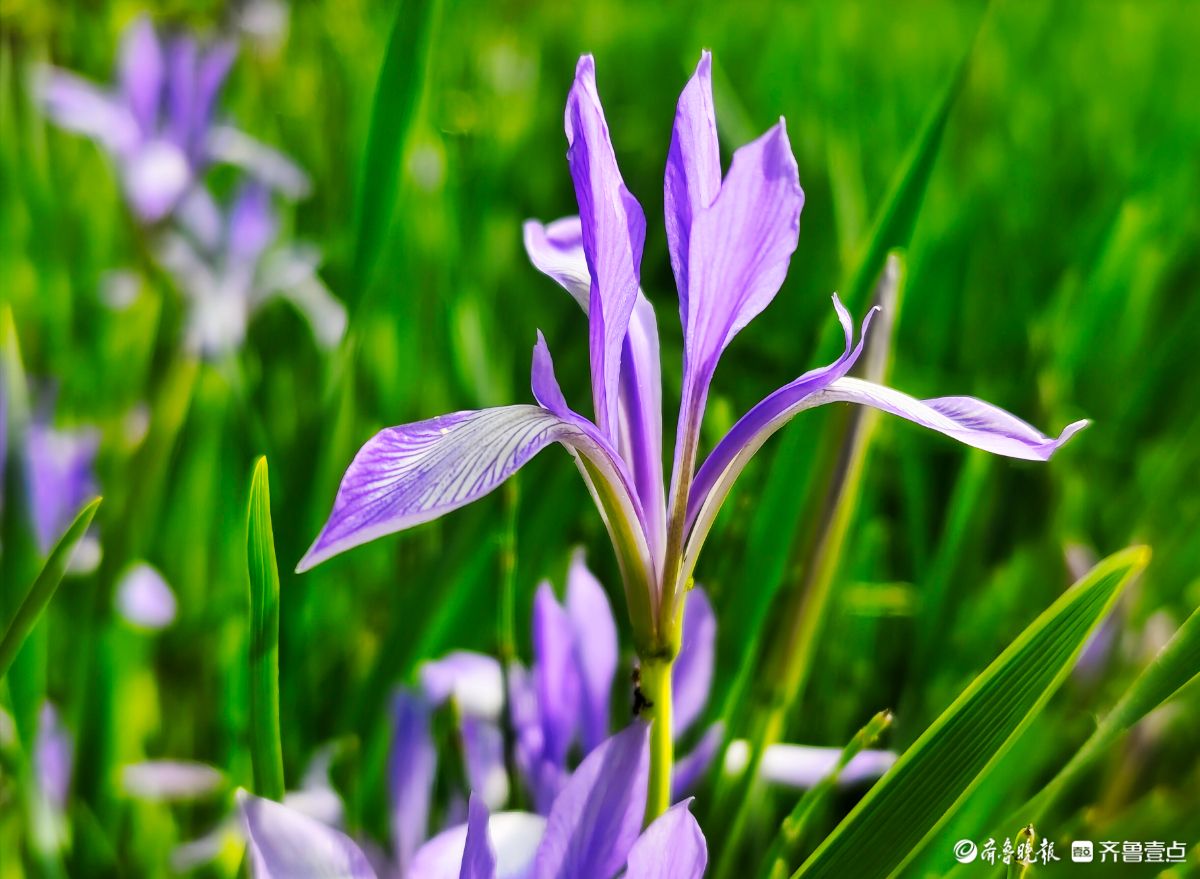 蓝紫色的马蔺花