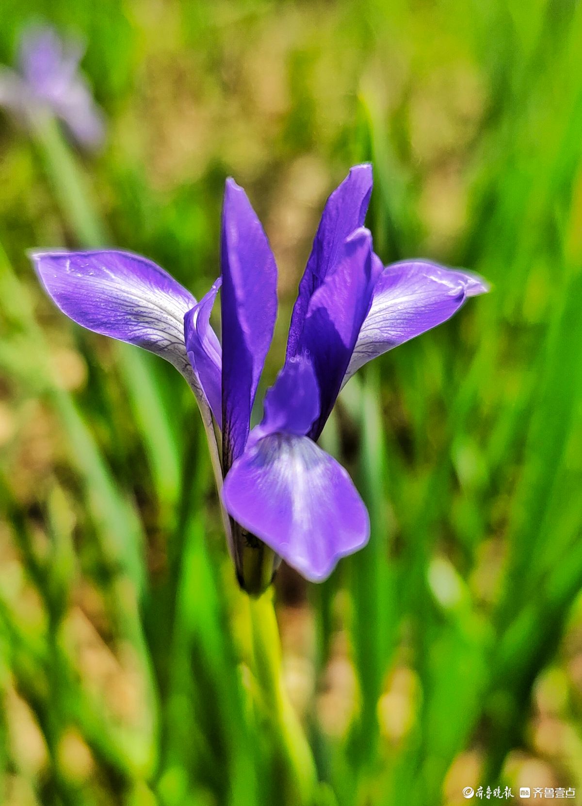 蓝紫色的马蔺花