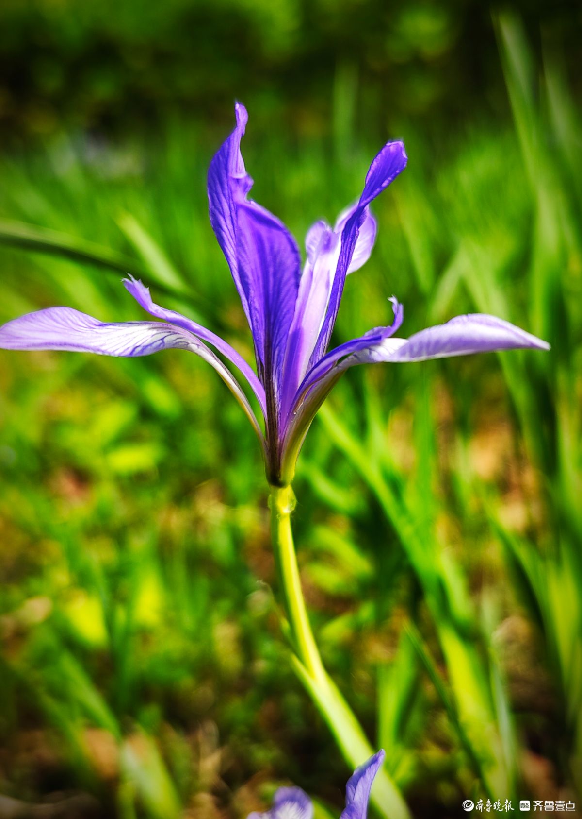 蓝紫色的马蔺花