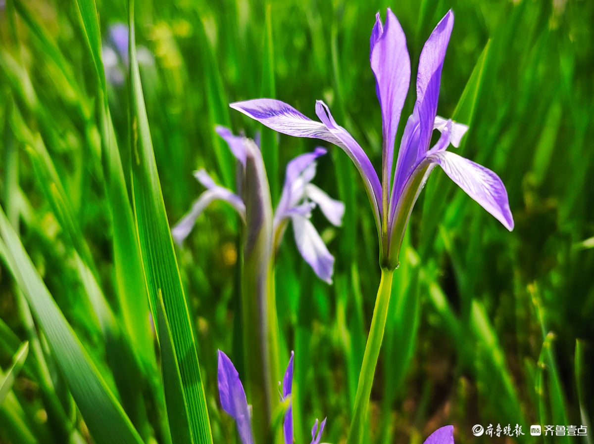 蓝紫色的马蔺花