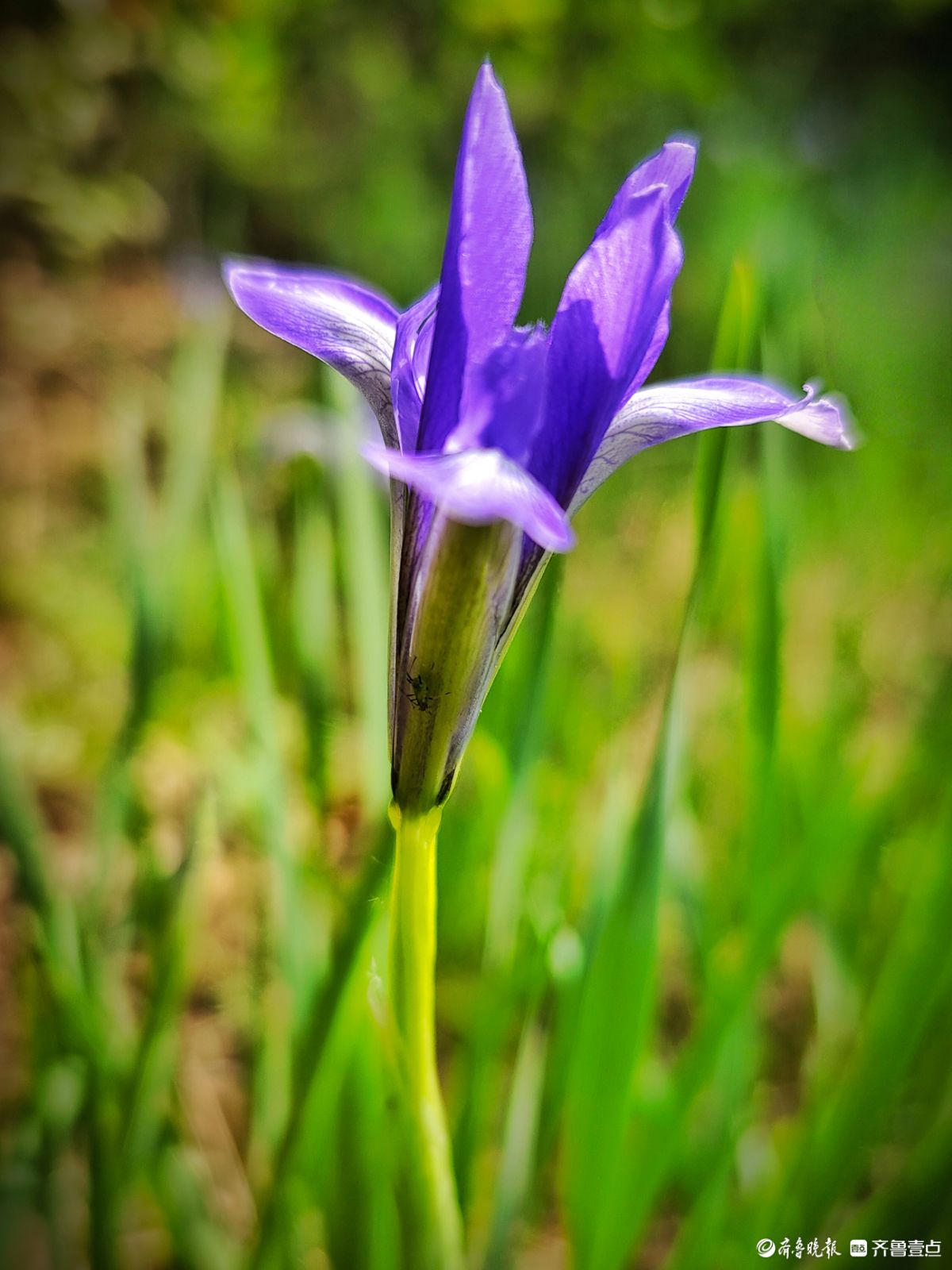 蓝紫色的马蔺花