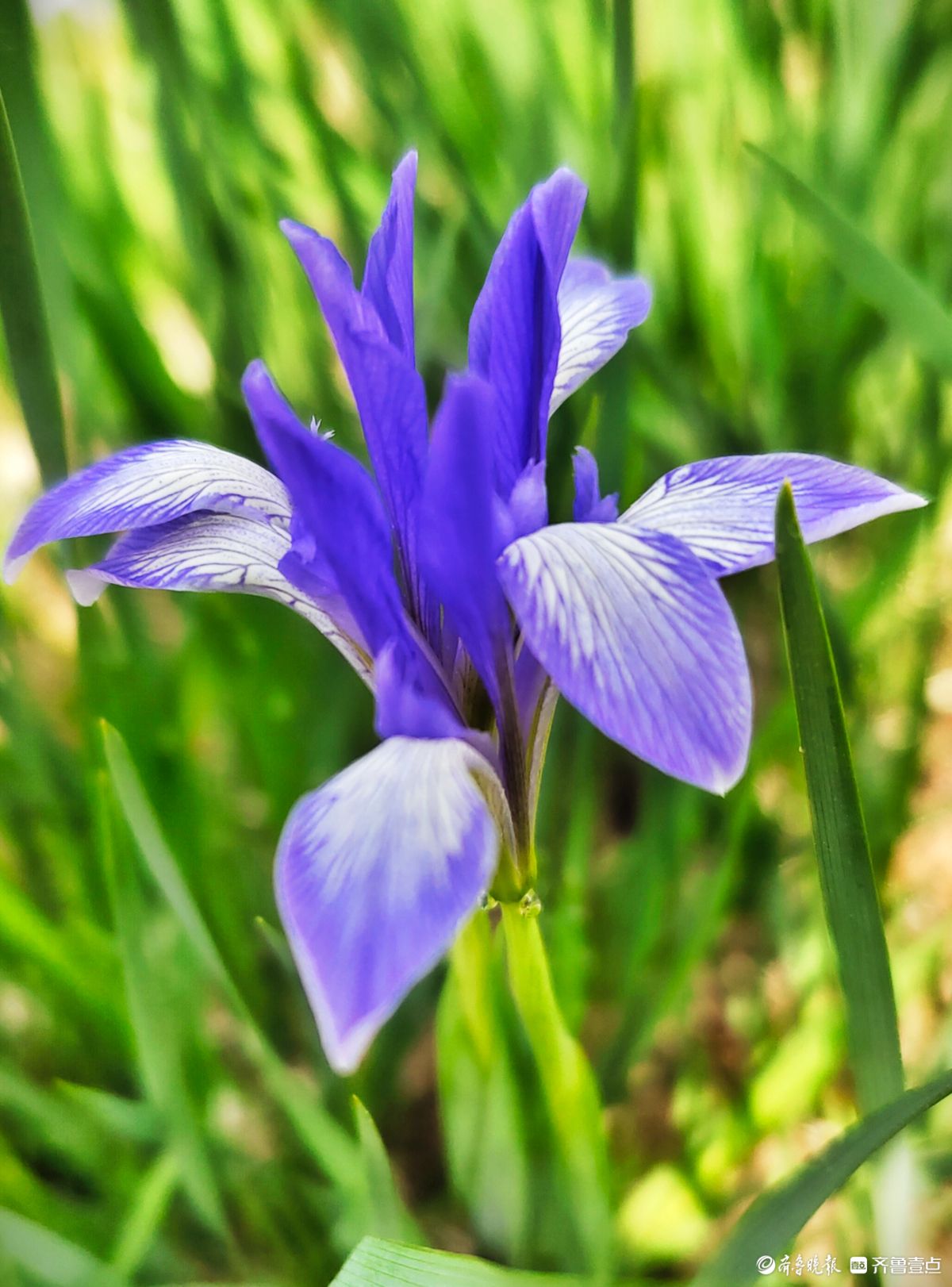 蓝紫色的马蔺花