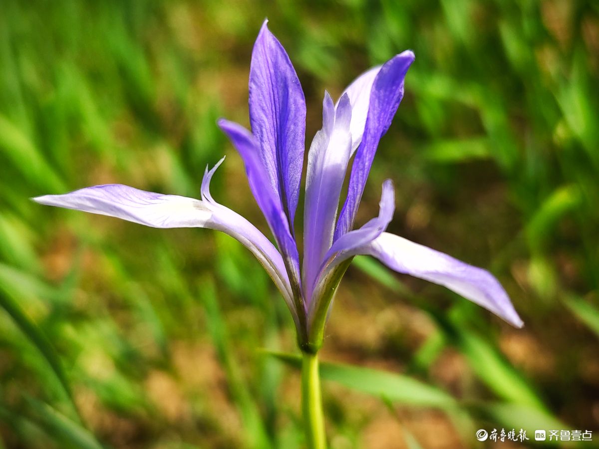 蓝紫色的马蔺花