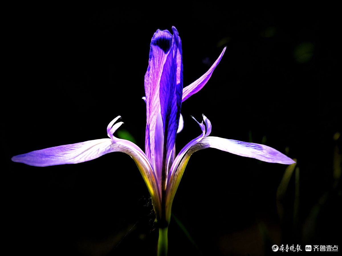 蓝紫色的马蔺花