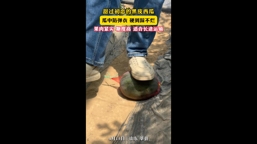 莘县黑皮西瓜“甜过初恋”，瓜中防弹衣，硬到踩不烂