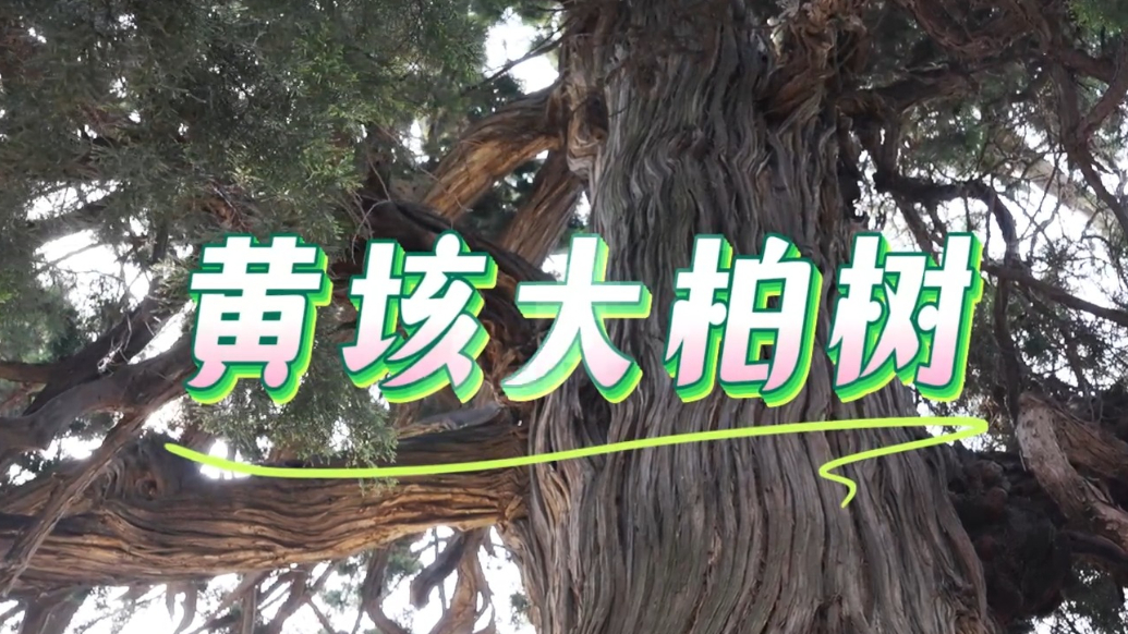 果然视频|走进济宁古树名木——黄垓大柏树