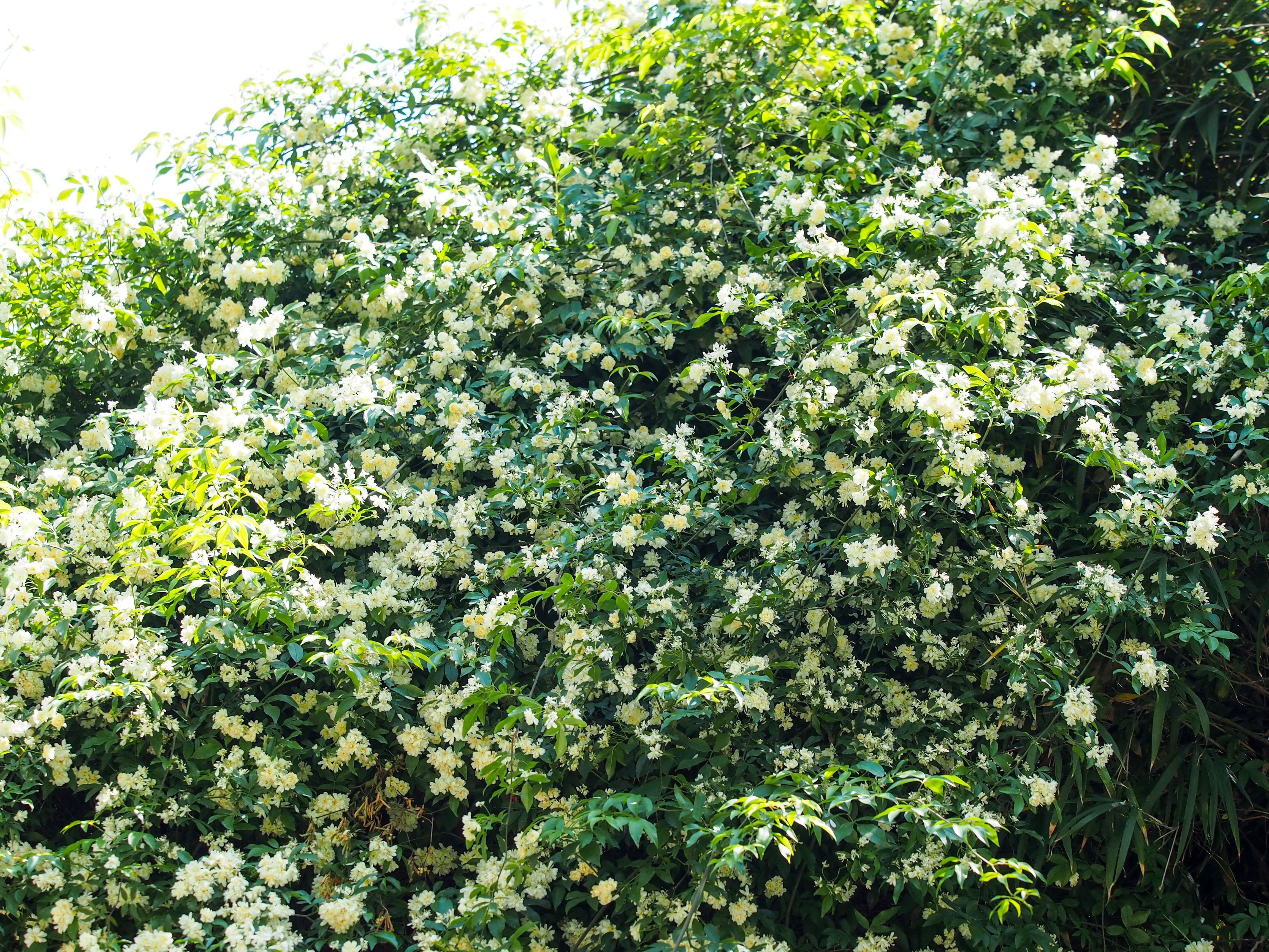 趵突泉景区满墙的白花是“白蔷薇”？原来是木香花开了