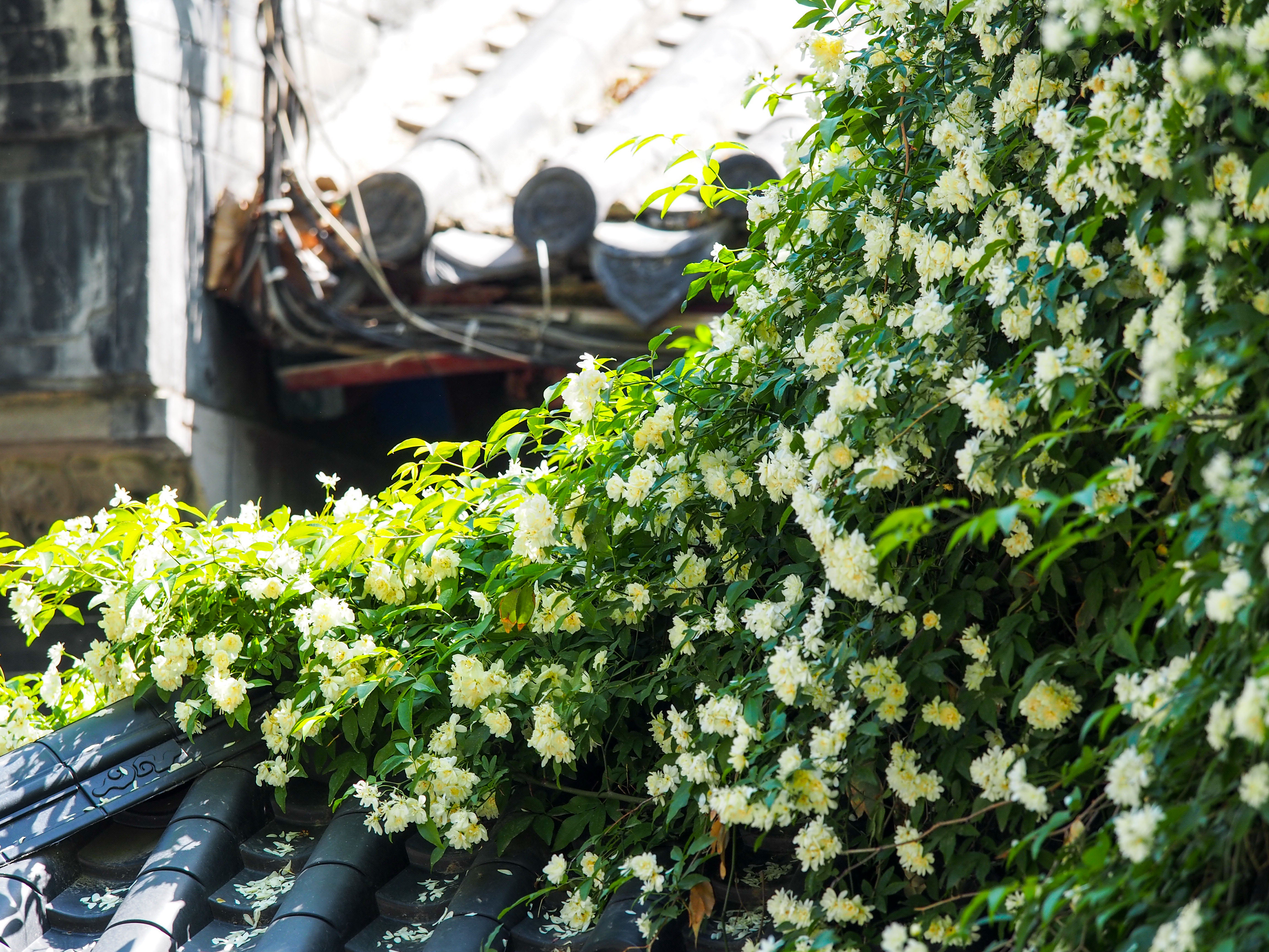 趵突泉景区满墙的白花是“白蔷薇”？原来是木香花开了